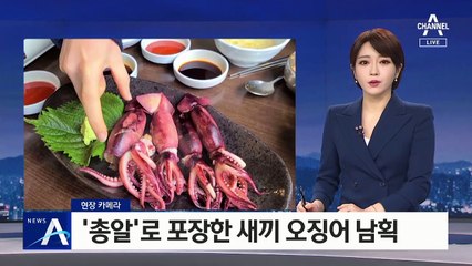 [현장 카메라]‘총알’로 포장한 새끼 오징어 남획…여전히 유통