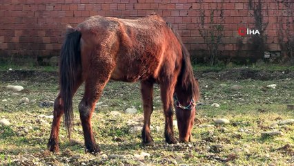 Hayvan barınağının davetsiz misafirleri