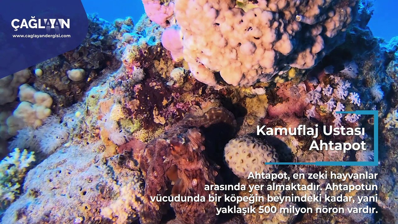 Kamuflaj Ustası Ahtapot