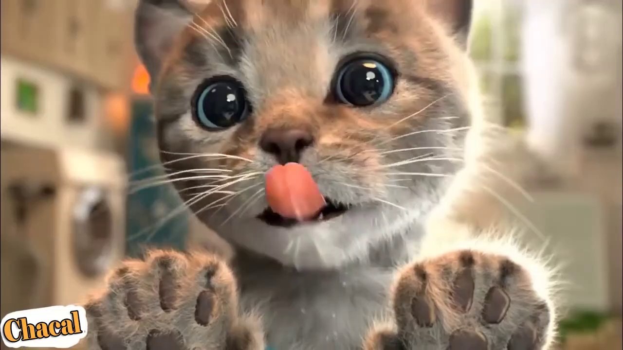 Chat Mignon