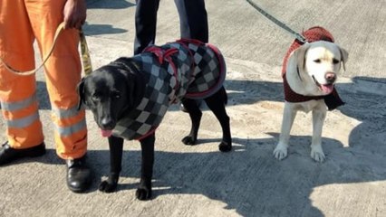 Sniffer Dogs at the Tapovan tunnel for rescue operations