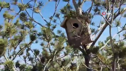 15 Temmuz Şehitler Ormanına kuşlar için yuva bırakıldı