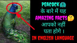 Amazing FactsAbout Peacock, Peacock Facts, Most Beautiful Peacock In The World,