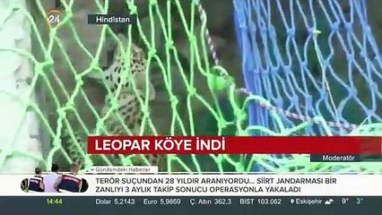 Leopar dehşeti: Önüne gelen köylüye saldırdı!