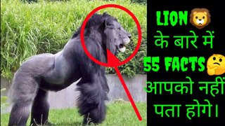 Part 2 Amazing Facts About Lions ,Lion के बारे में अनसुने Facts,अनसुने 55 FactsAbout Lion You Don't Know
