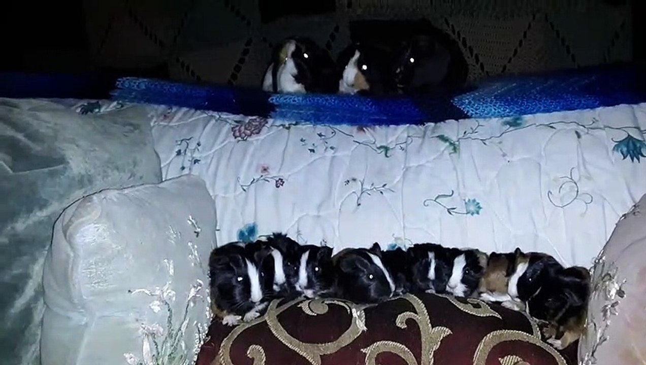 CAVIA PORCELLUS TURMERIC PARSLEY PIXIE DAVID DAVID CJ RJ DAVID MARY TRIXIE DAVID CLOVER IRIS 20200206_194621