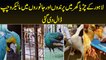 Lahore Zoo Mein Birds And Animals Mein Microchip Insert Di Gayi