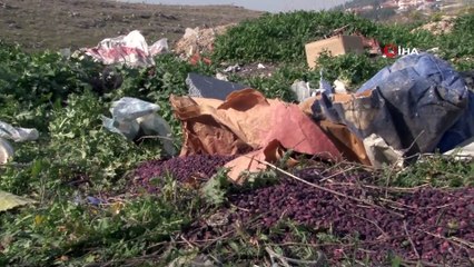 Boş araziye atılan tarım atıkları 13 koyunu telef etti