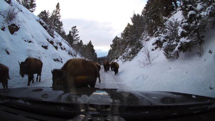 Bison Herds Moving Along Yellowstone Road