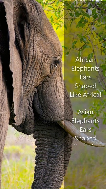 The Largest Land Animals On Earth. 9 Facts Of Elephant