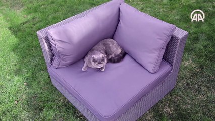 'Kedi, sevginin kokusuyla sahibine bağlanıyor'