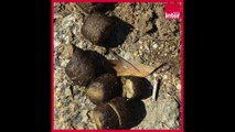 Les crottes carrées des wombats - La chronique environnement de Camille Crosnier