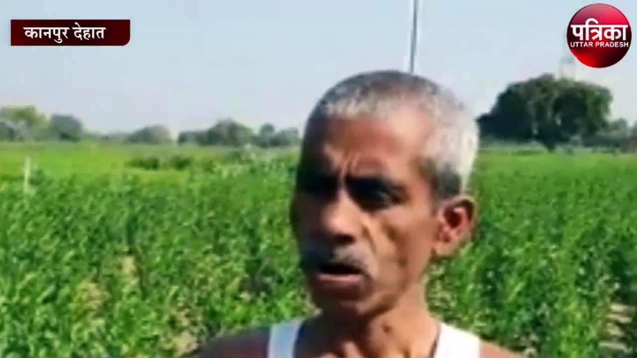 किसान ने की अमेरिकन केसर की खेती, एक बीघे में 10 लाख का फायदा, 'मन की बात' से मिली प्रेरणा