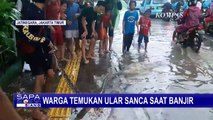 Ada Ular Sanca 4 Meter di Banjir Jatinegara Jaktim