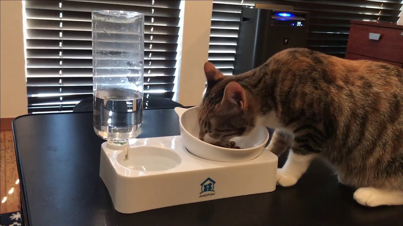 【ASMR】猫がカリカリを食べる咀嚼音【Cat Eating Dry Food】 - Cute cat -