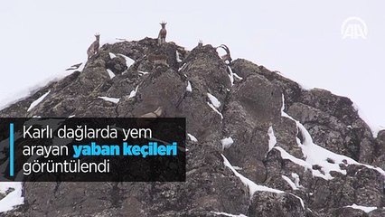 Karlı dağlarda yem arayan yaban keçileri görüntülendi