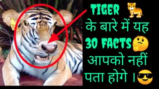 Tiger   के बारे में यह 30 Facts आपको नहीं पता होगे ।