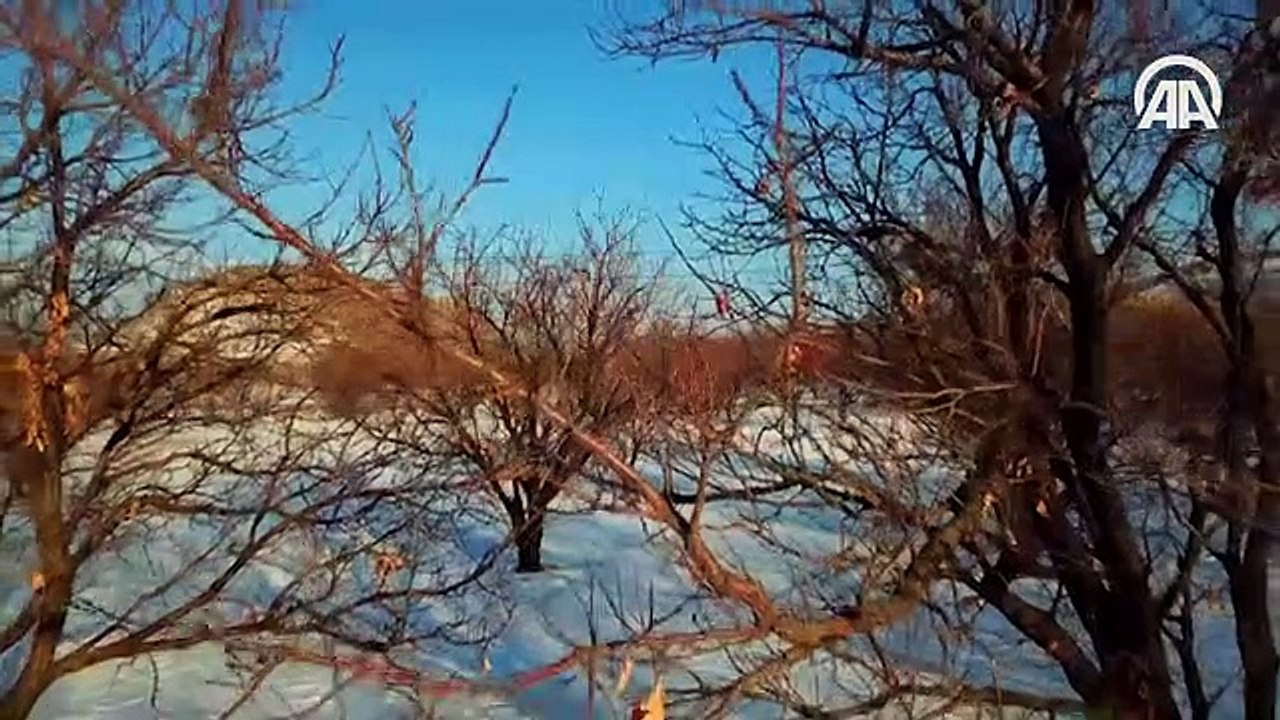 Kayısı bahçeleri beyaza büründü