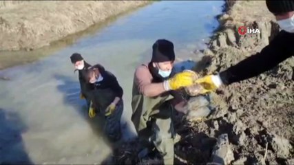 Islah edilen deredeki onlarca su kaplumbağası sulak alana taşındı