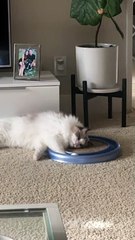 Passively Playful Pet