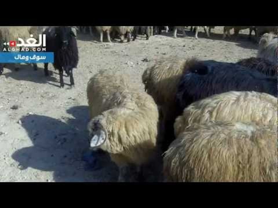 إقبال متزايد على شراء أضاحي العيد مقارنة بالعام الماضي