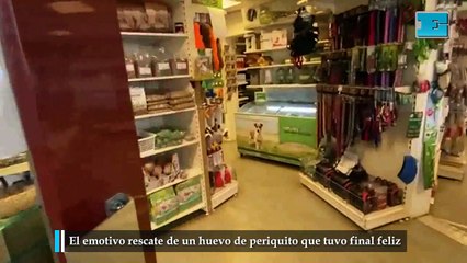 El emotivo rescate de un huevo de periquito que tuvo final feliz