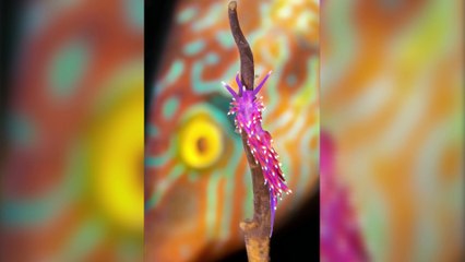 Underwater Photographer of the Year 2021 - Beautiful Images