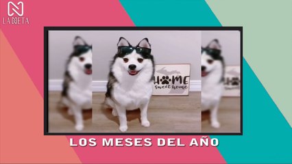 LOS MESES DEL AÑO CREADOS POR THE KIBOOMERS  (Months Of The Year)