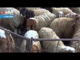 الأضاحي المستوردة تستحوذ على حصة الأسد من الطلب