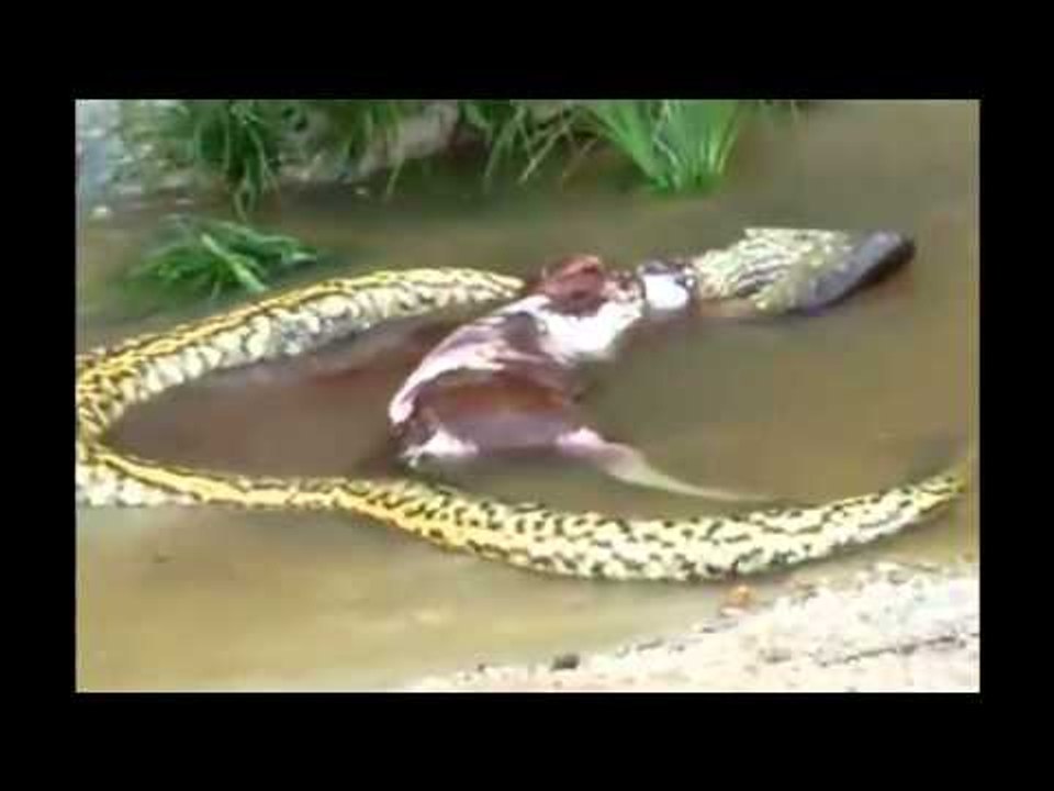 أفعى (أناكوندا) تبتلع بقرة ثم تلفظها