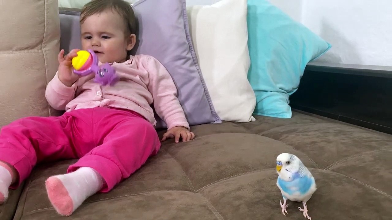 The first reaction of a cute baby to a meeting with a parrot!