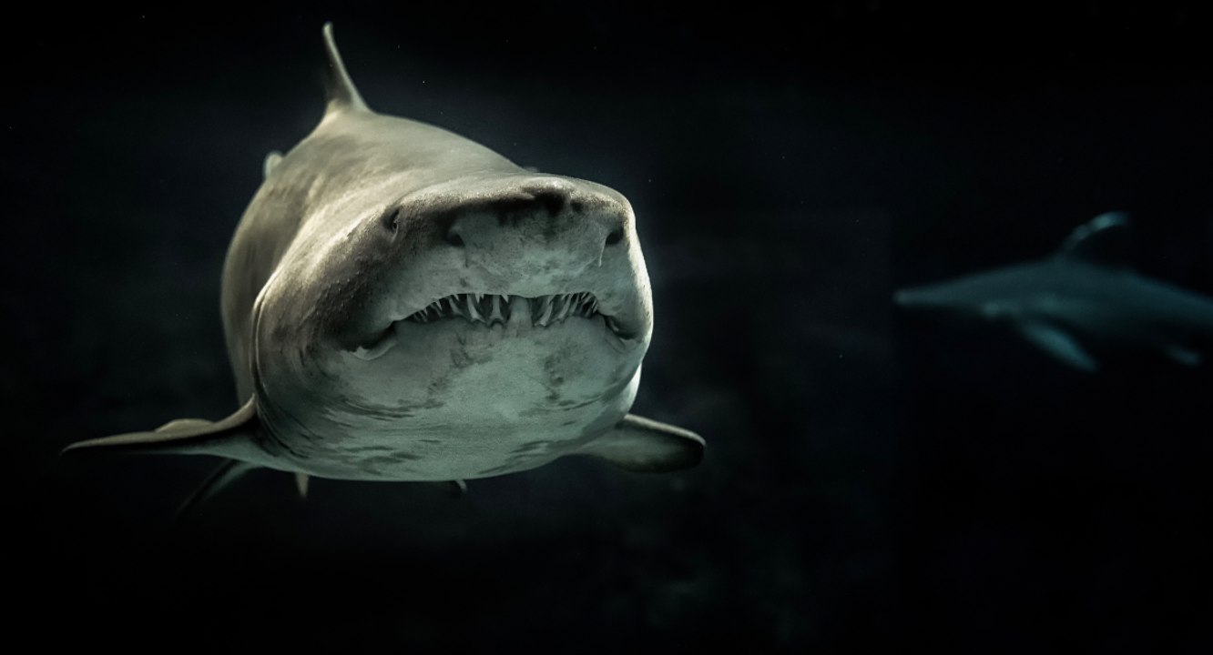 Los tiburones más raros que habitan los océanos - Vídeo Dailymotion