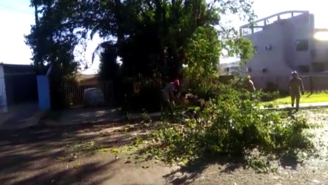 Queda de árvore deixa rua interditada no Alto Alegre