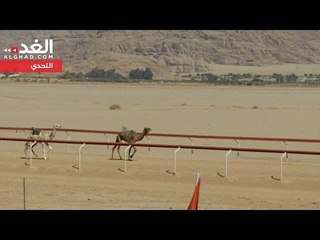 اختتام فعاليات مهرجان الشيخ زايد لسباق الهجن