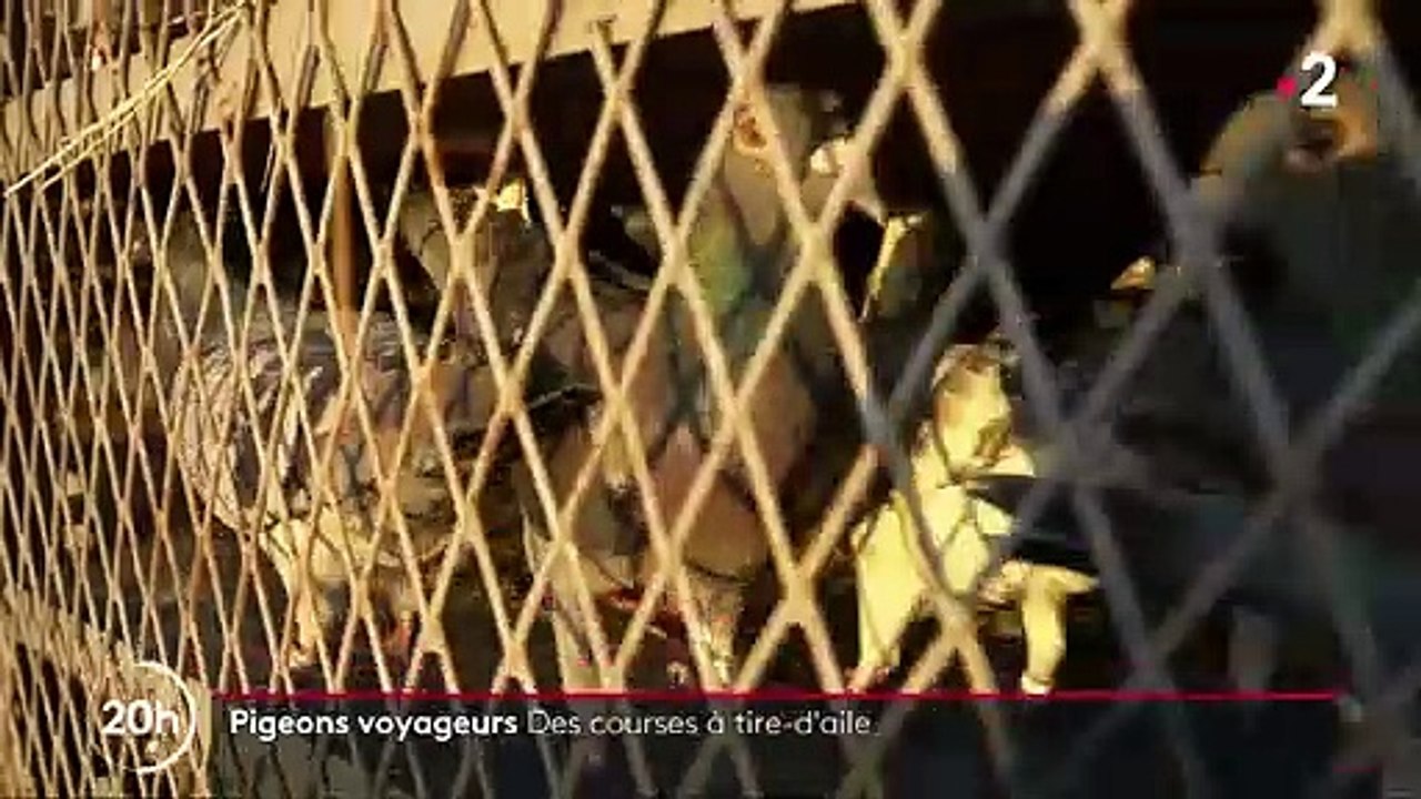 Sénégal : les courses de pigeons voyageurs font fureur