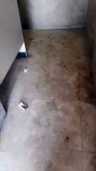 ¡Asquerosas imágenes! Así lucen los baños de la caseta de peaje ‘Cuatro Caminos’