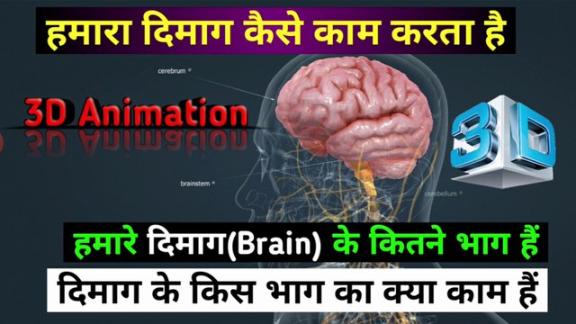 हमारा ब्रैन कैसे काम करता है | How does our bran work | Brain Parts and it's work | the science news