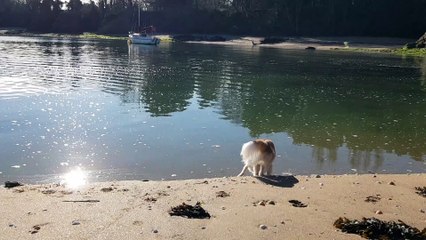 Phandor au bord de l'eau Lancieux 5 02 21