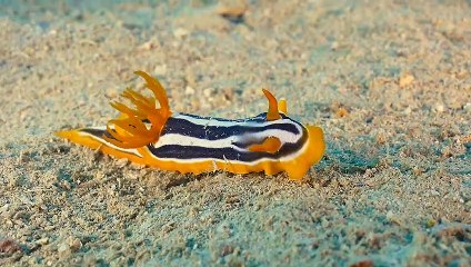 Beautiful Quadricolored Sea Slug