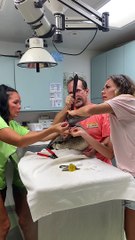 Removing a Fish Hook from a Pelican's Mouth