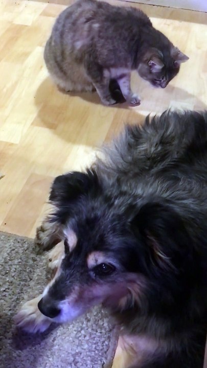 Curious Kitty Finds Snake Resting in Friend's Fur