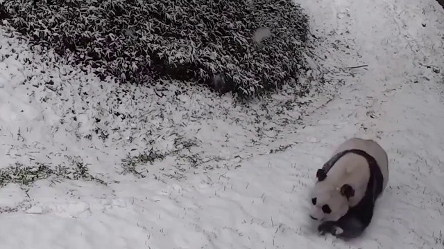 Perché amare gli animali...