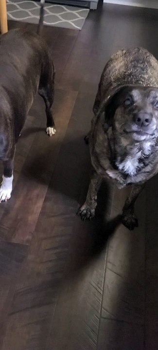 Demanding dog verbally speaking to her mom
