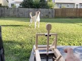 Dog Catches Treat While Owner Throws It With Toy Catapult