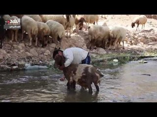 راع يخفف عن أغنامه الحر الشديد بغسلها في المياه بوادي شعيب