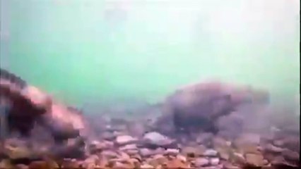 Su altında yemek arayan makak maymunlarının sevimli halleri