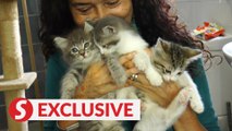 Animal lovers publish book to raise funds for rescued cats