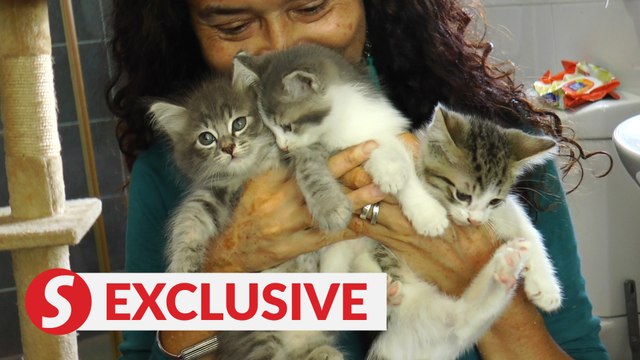 Animal lovers publish book to raise funds for rescued cats