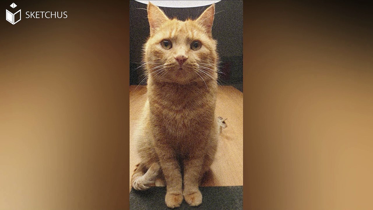 Tierportraits Katzenportraits bei Sketchus Portrait Team