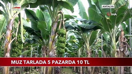 Muz Tarlada 5 Pazarda 10 TL
